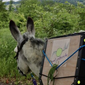 Mehr über den Artikel erfahren Schnupperwochenende Eseltrekking